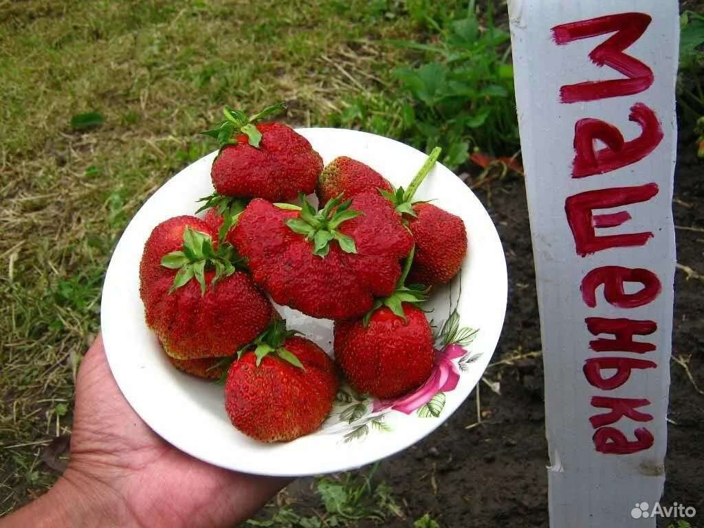Клубника Машенька Гигантелла