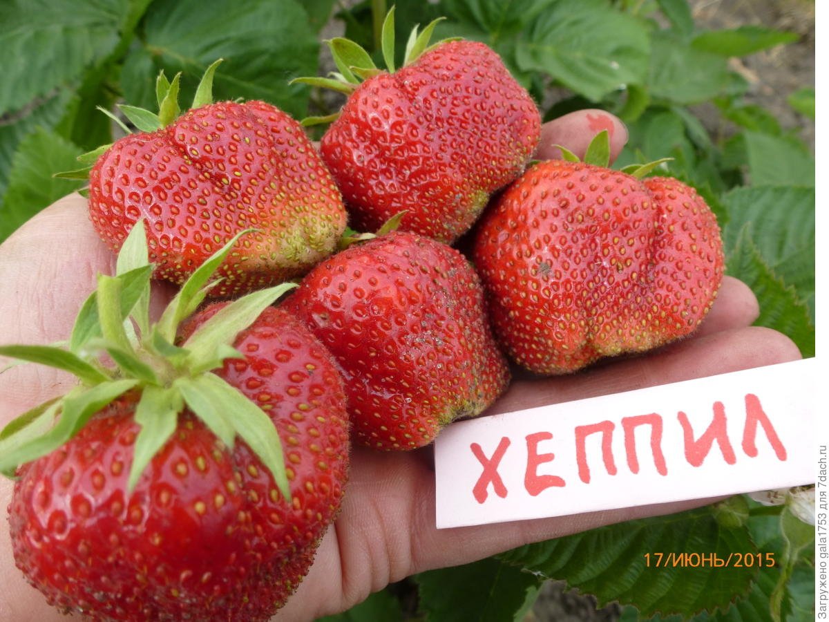 Ягодное Раздолье