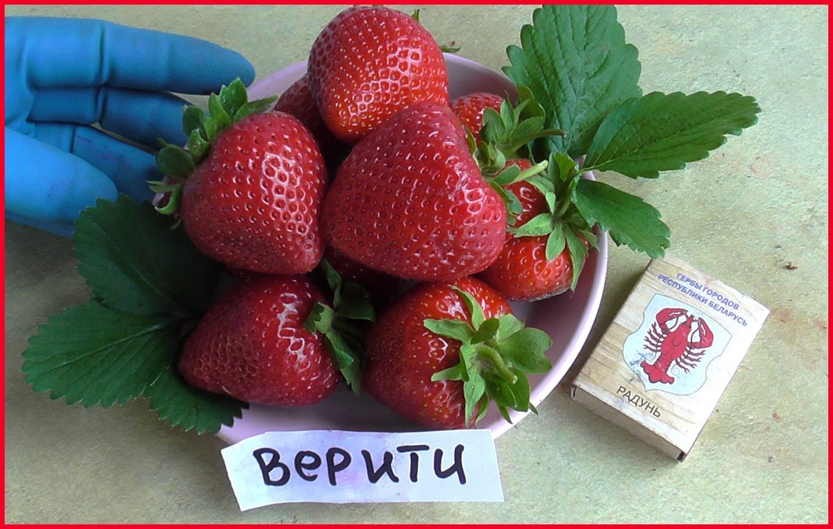 Земляника Садовая Верити