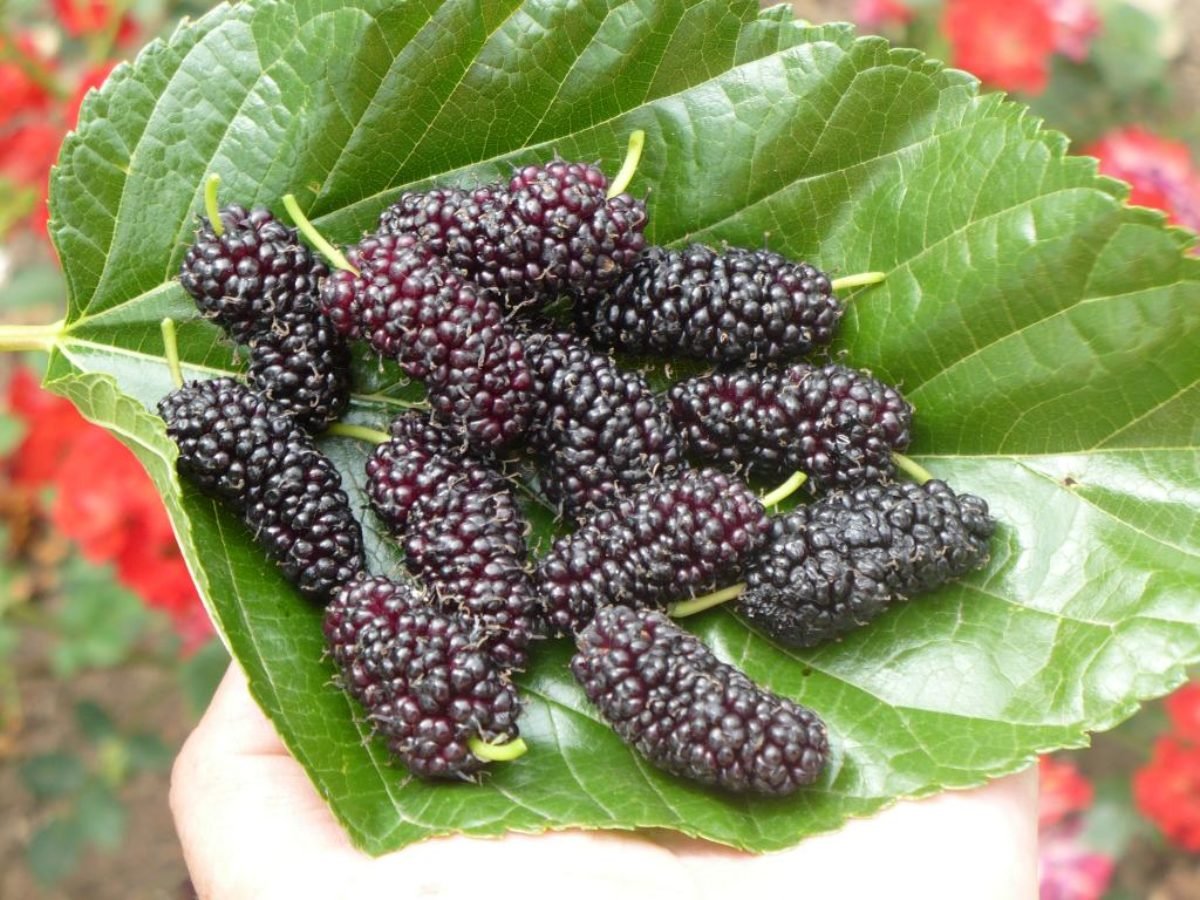 Тутовник шелковица