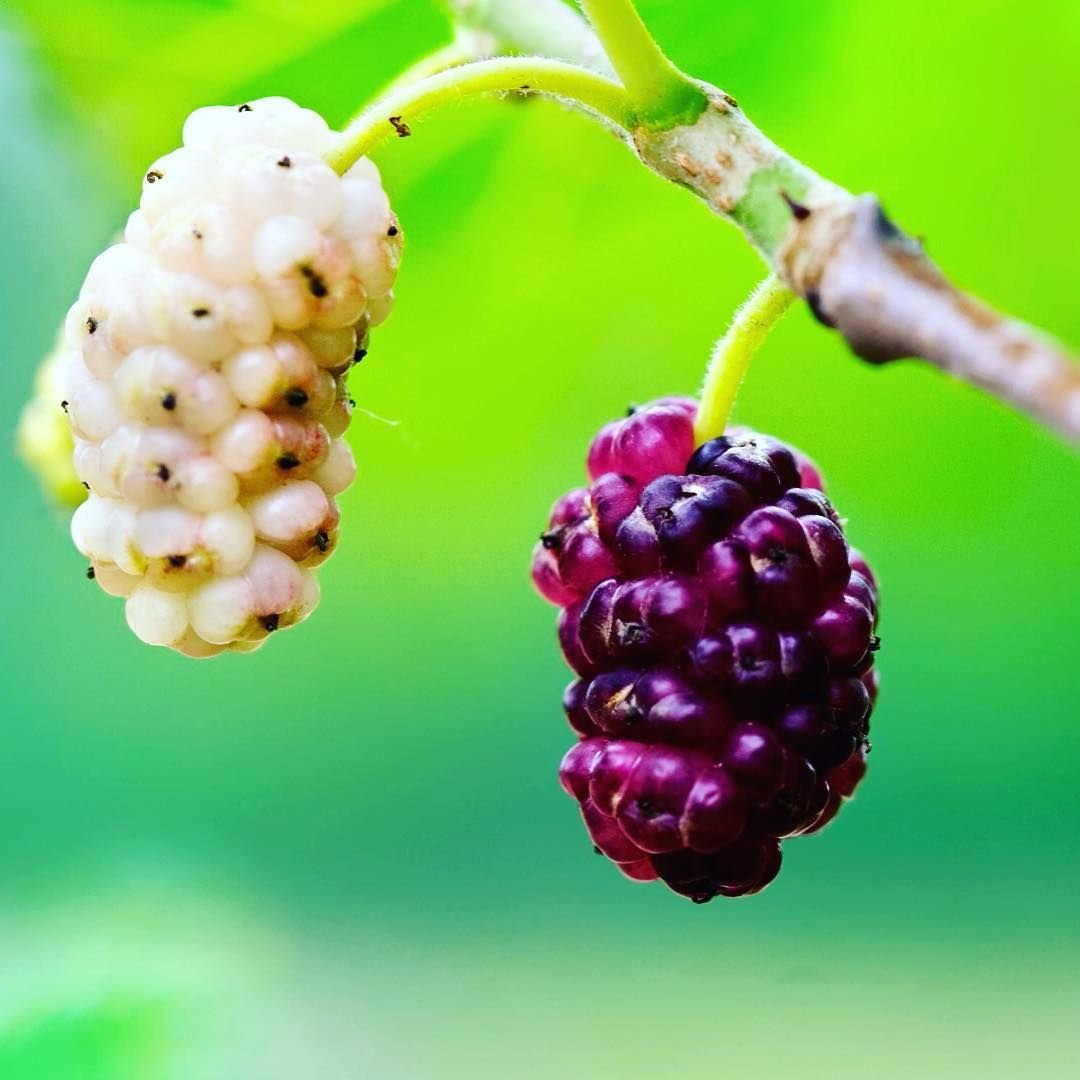 Mulberry шелковица