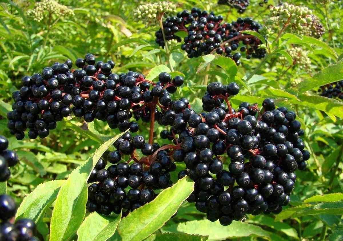 Бузина черная (Sambucus nigra)