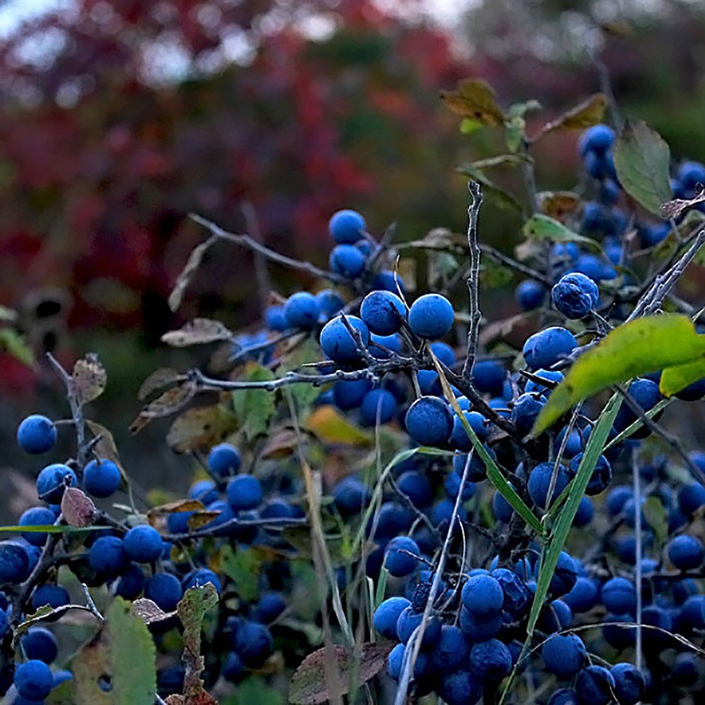 Слива колючая (Терн) (Prunus spinosa)