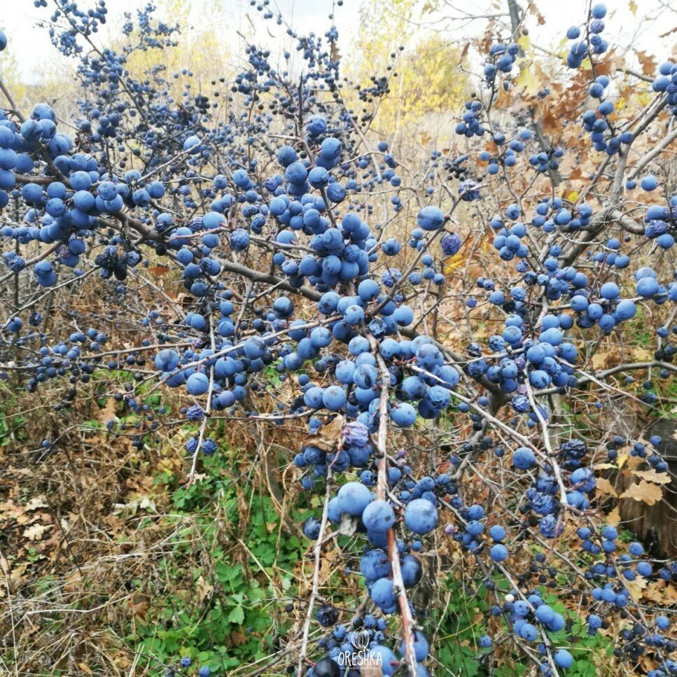 Терновник колючий кустарник