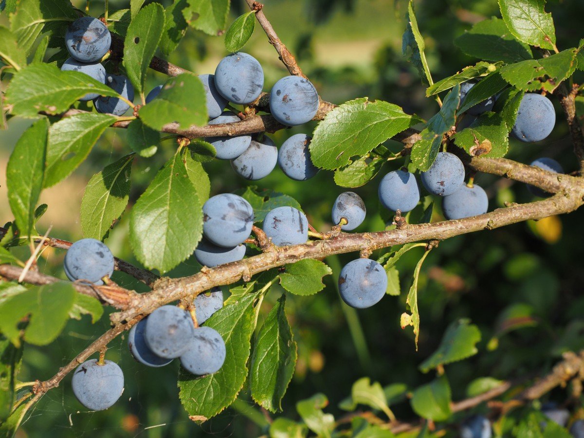 Слива колючая (Терн) (Prunus spinosa)