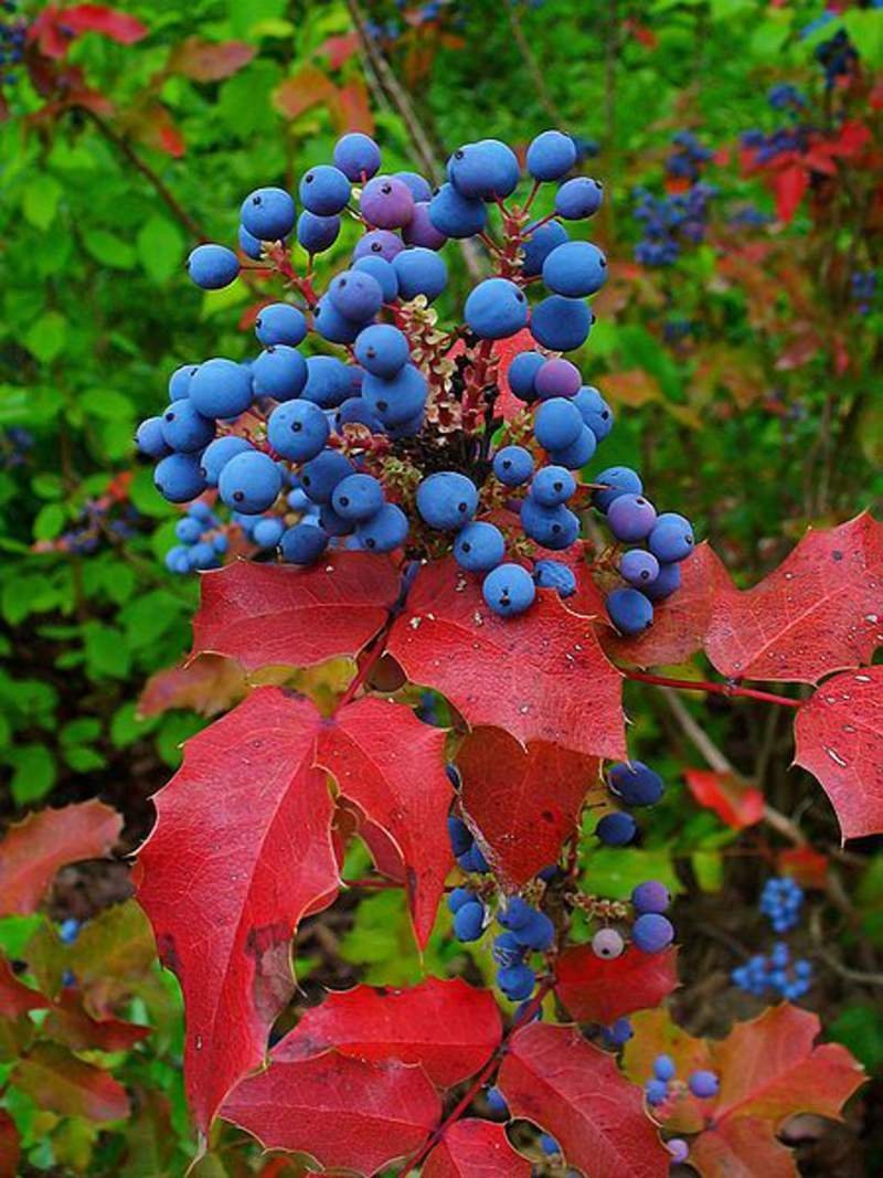 Магония падуболистная Mahonia aquifolium