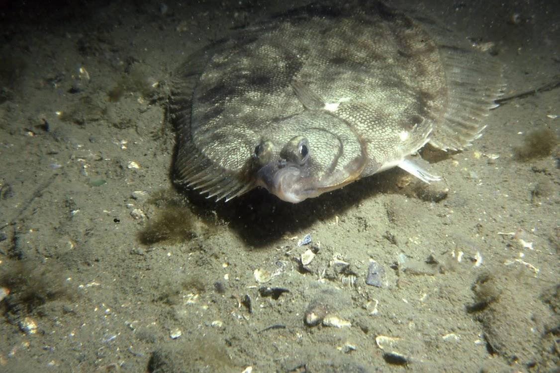 Морская камбала черное море