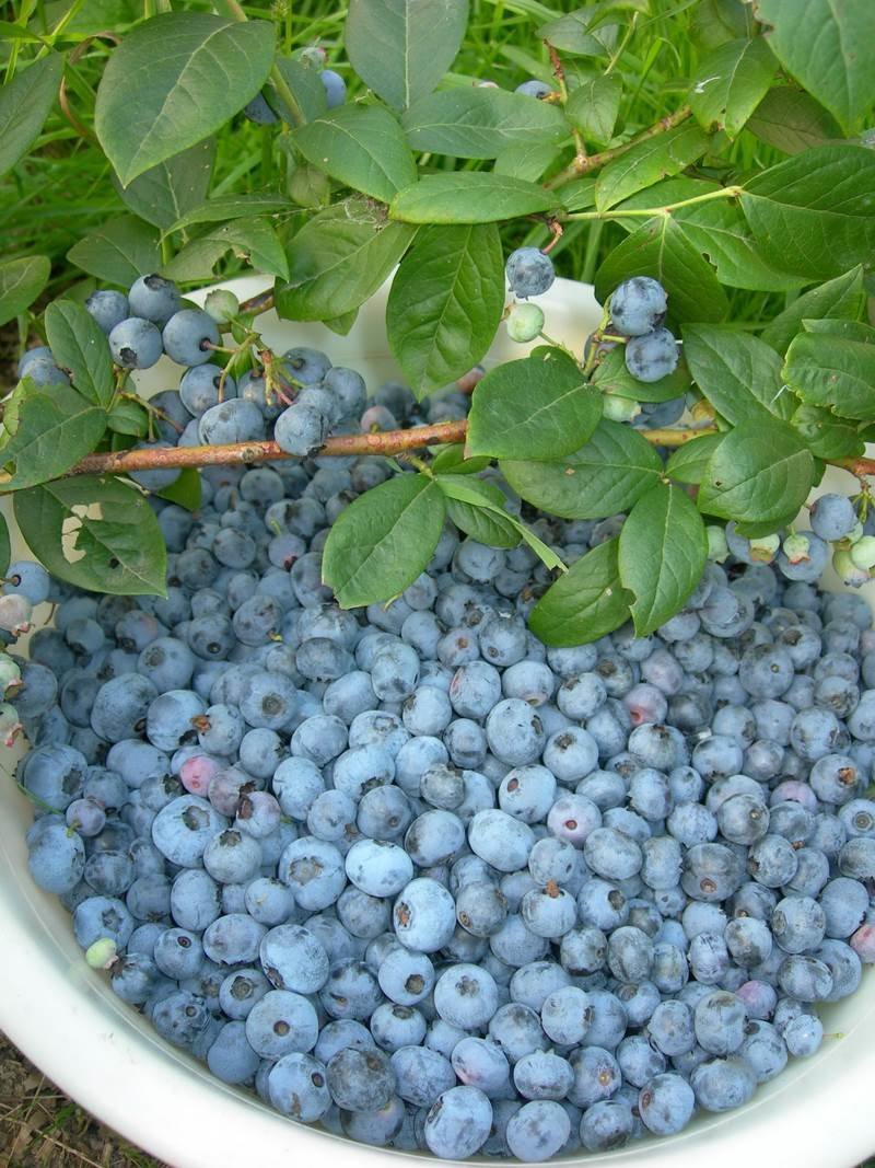 Голубика Блюкроп куст