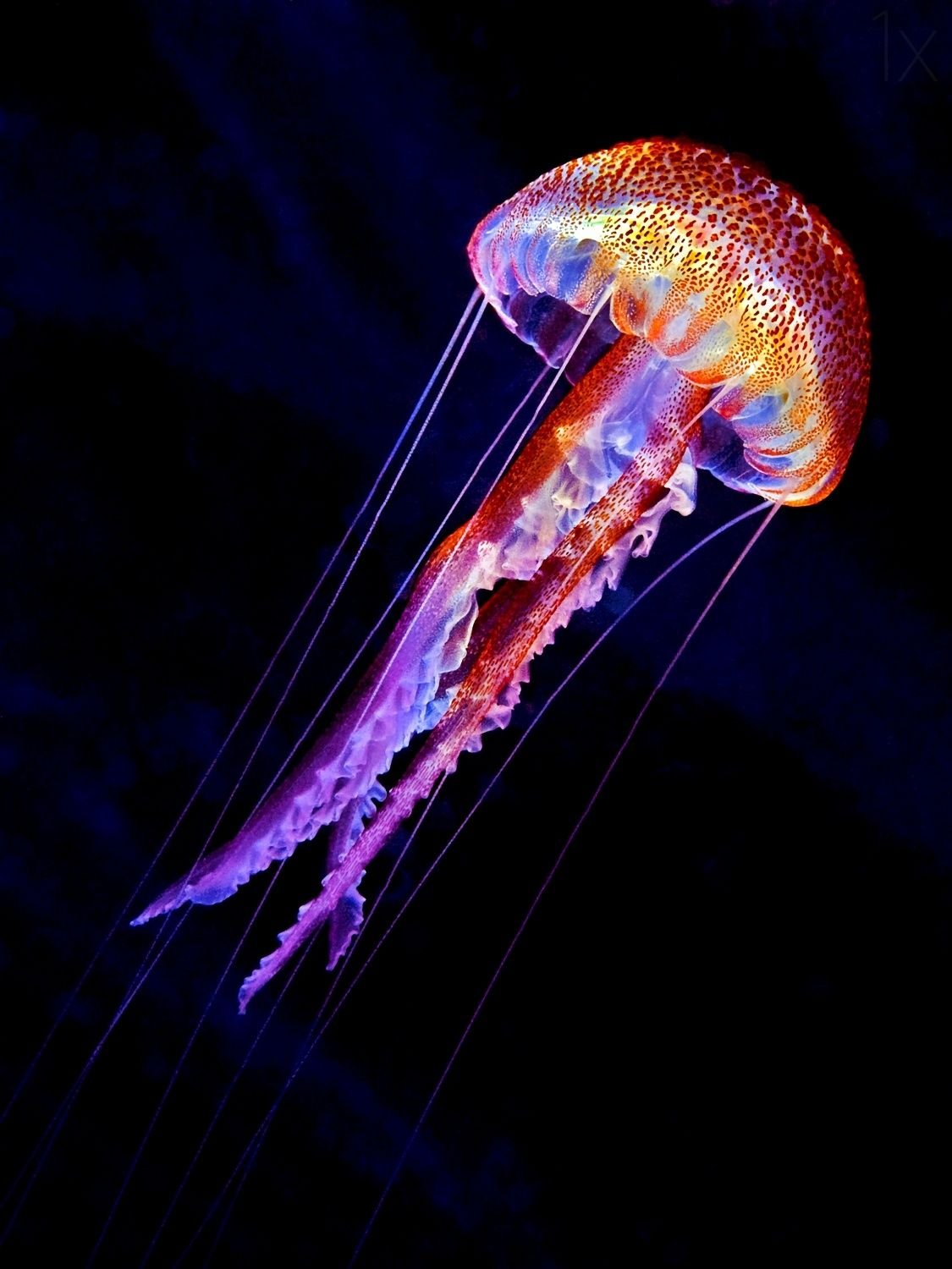 Pelagia Noctiluca медуза