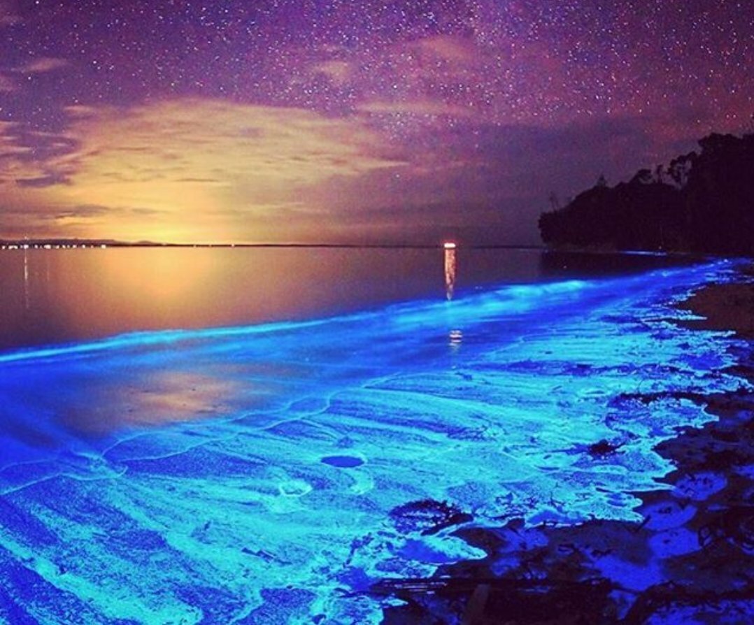 Ночесветка Noctiluca