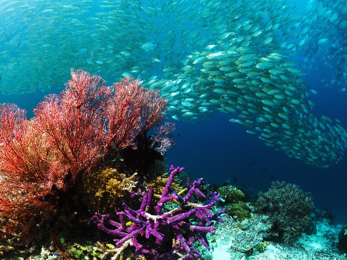Тихий океан подводный мир обитатели