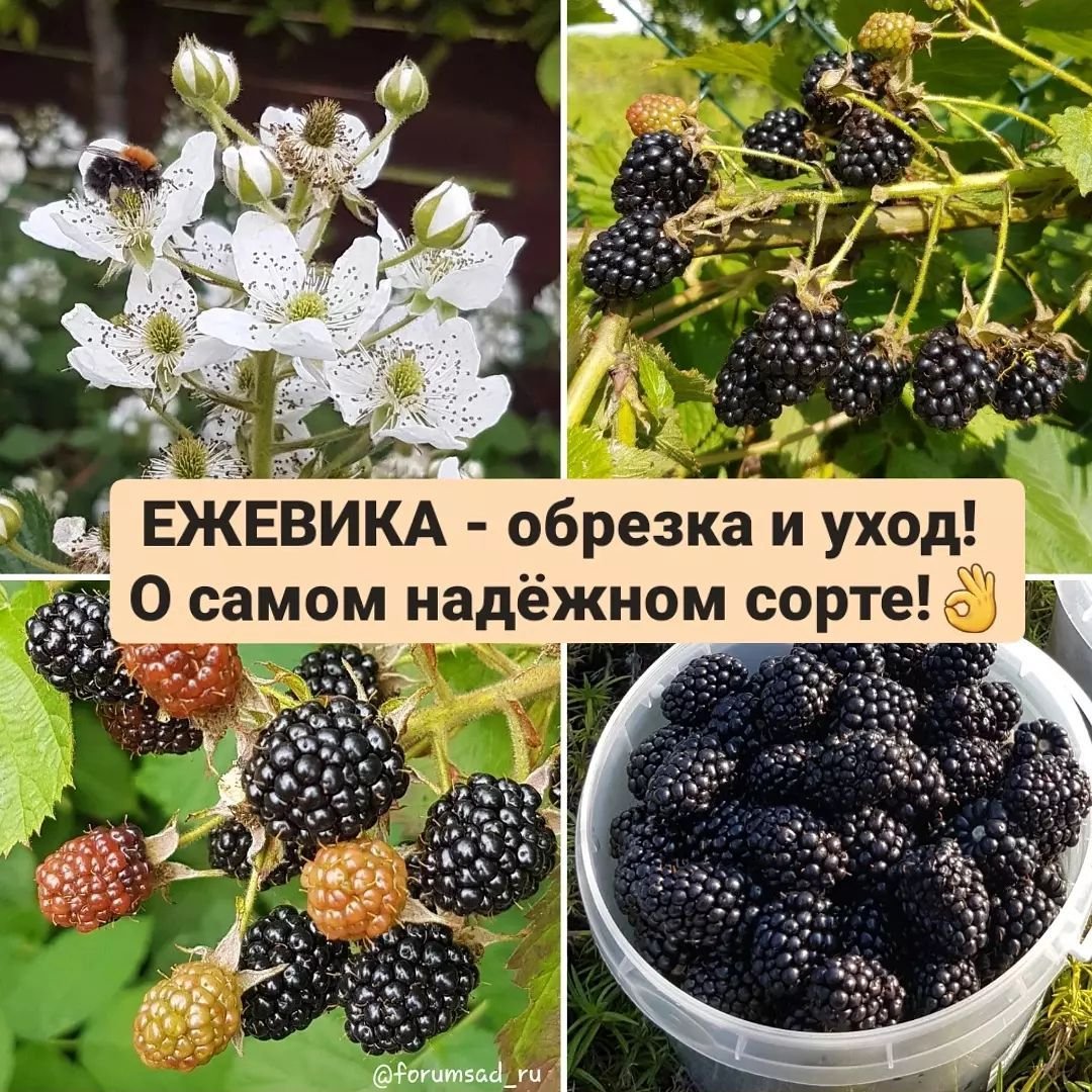 Ежевика росяника и куманика