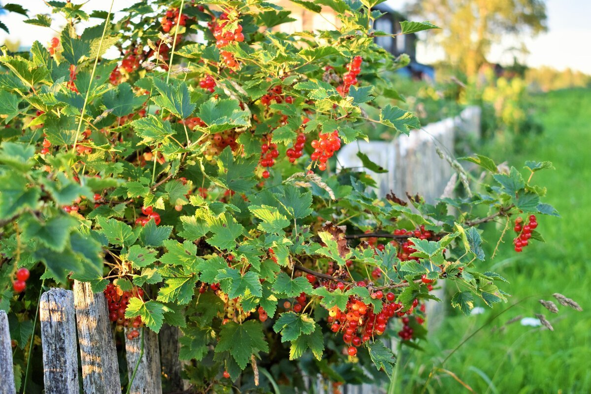Смородина красная кустарник