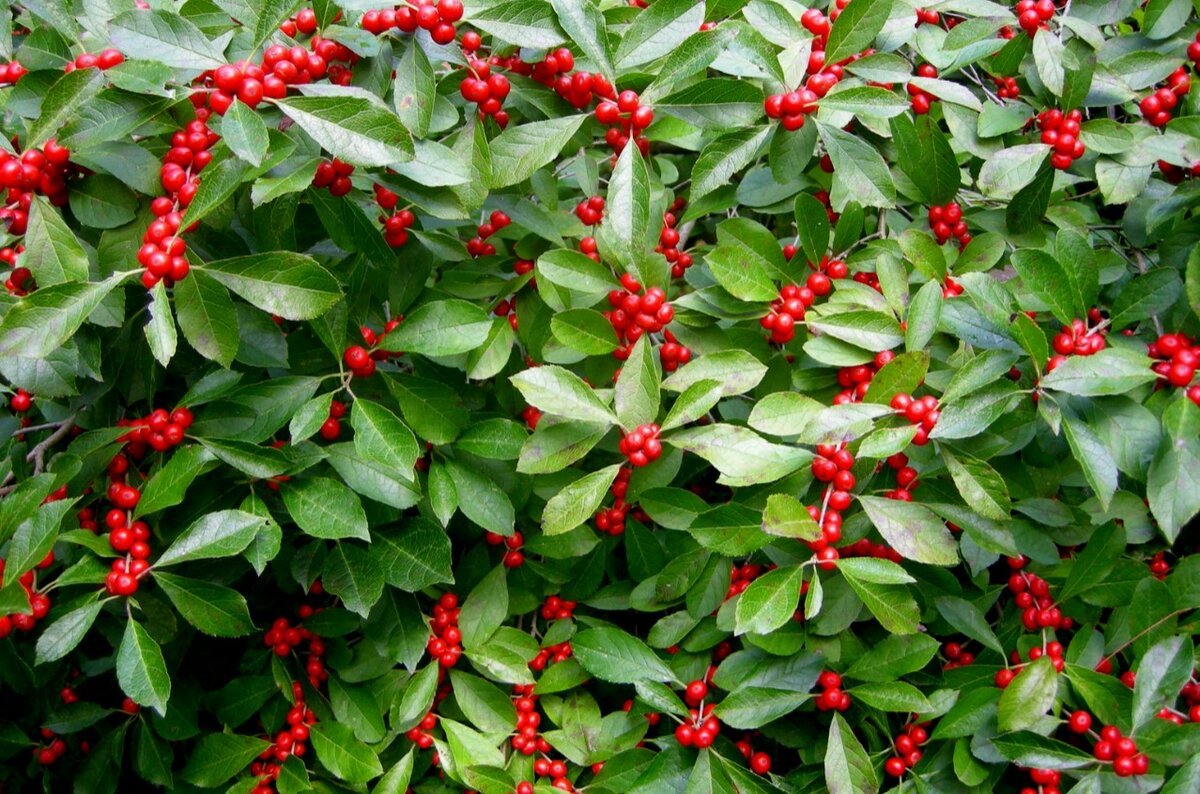Ilex verticillata