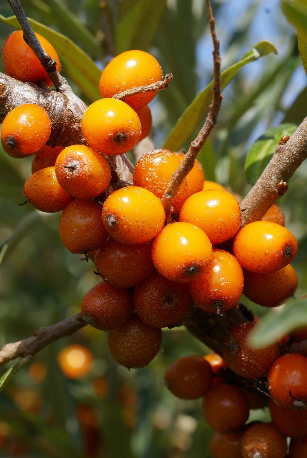 Облепиха крушиновидная (Hippophae rhamnoides)