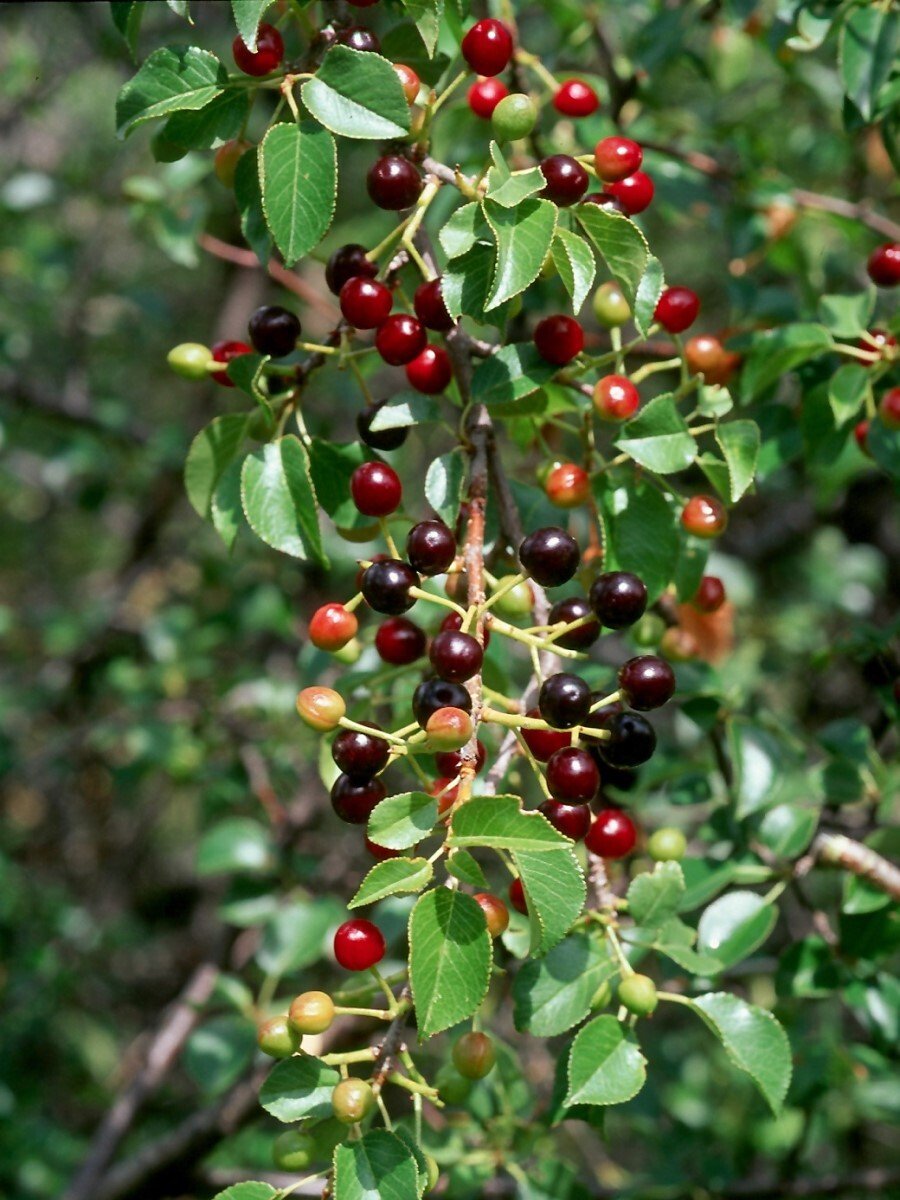 Черемуха антипка (Prunus mahaleb