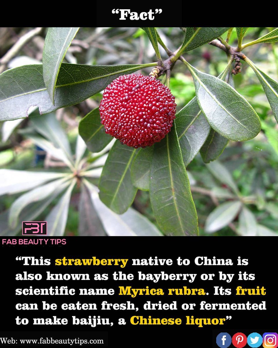 Восковница Myrica rubra