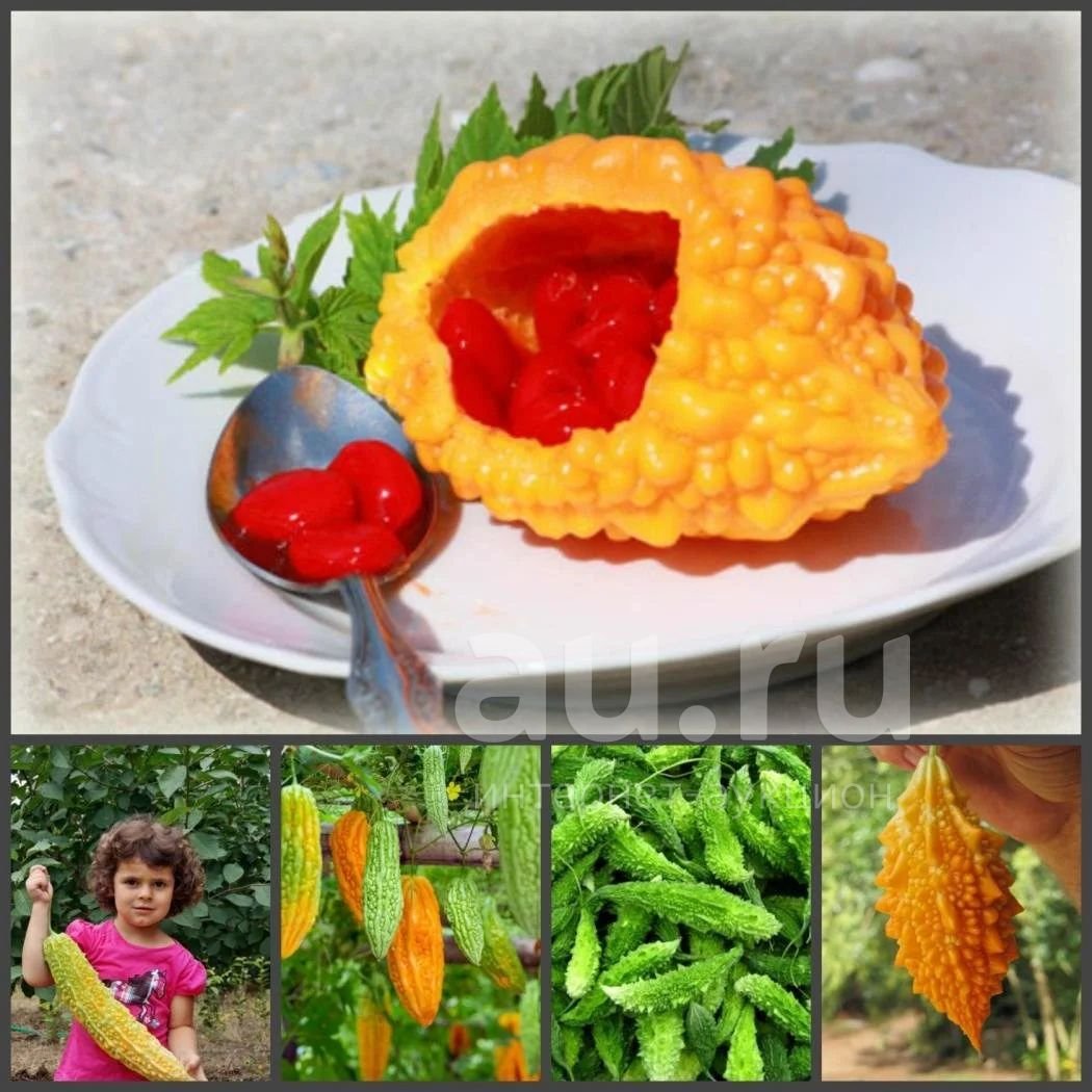 Момордика Гималаи