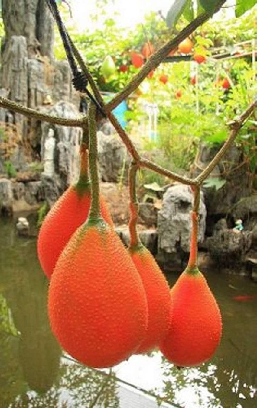 Момордика кохинхинская