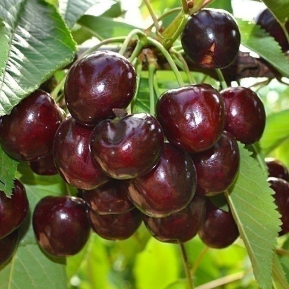 Черешня Бряночка