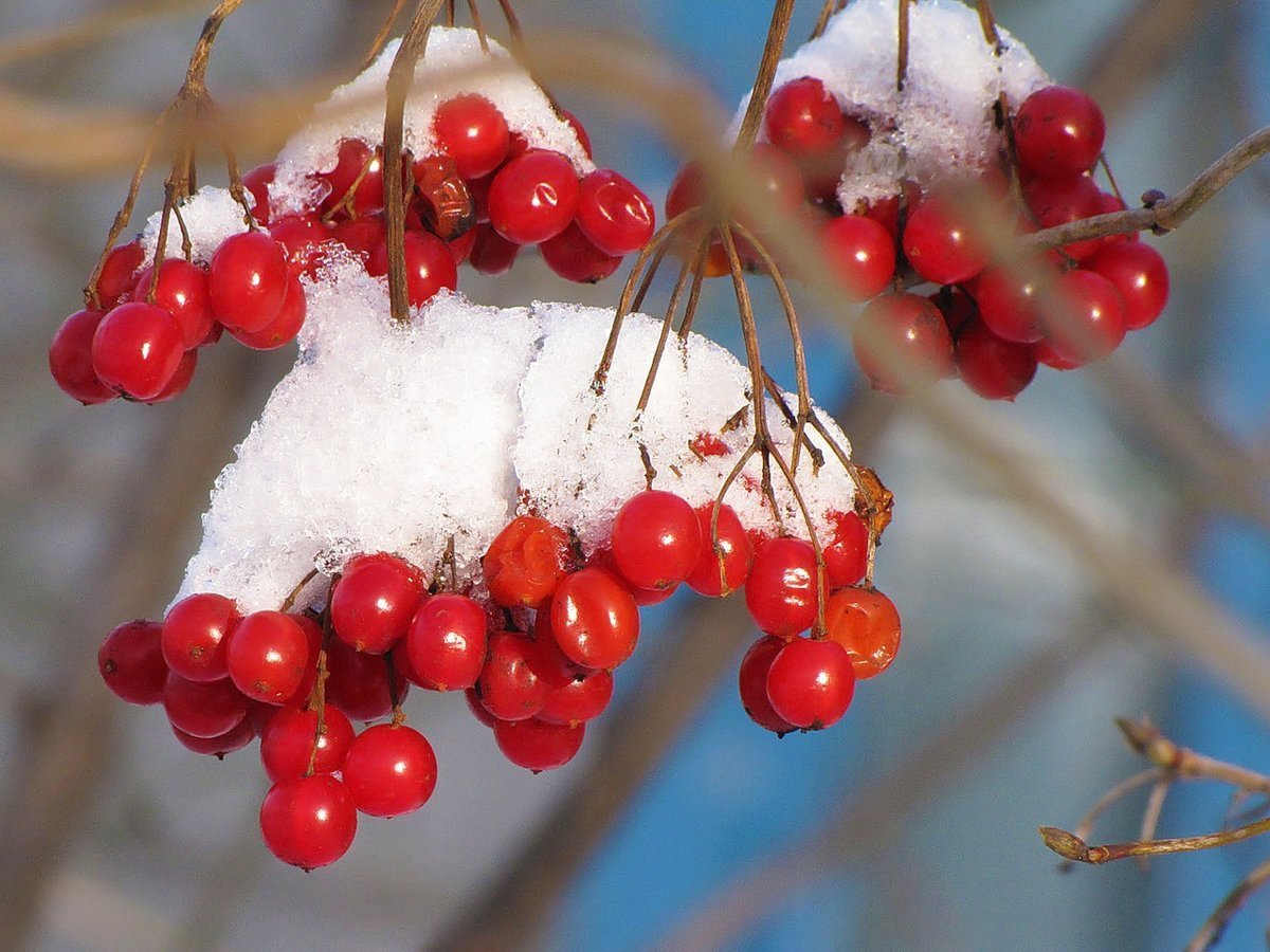 Калина (Viburnum) зимой