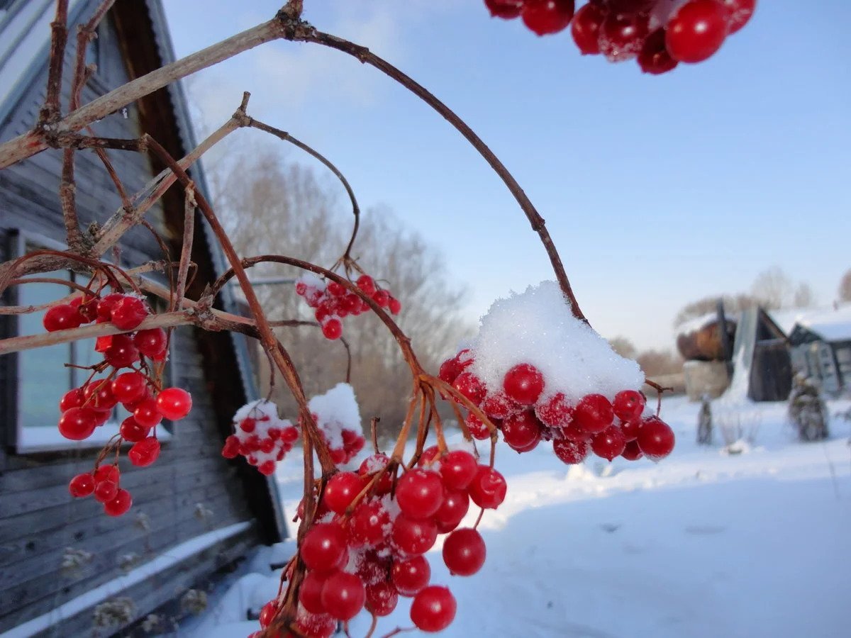 Калина обыкновенная (красная) зимой