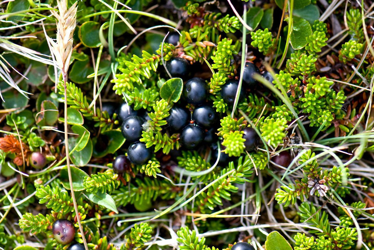 Шикша Crowberry;