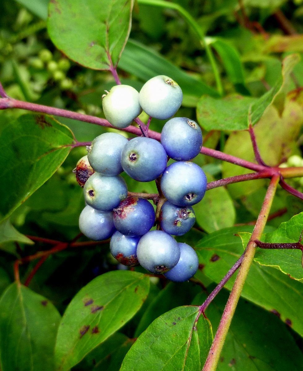 Cornus ягода