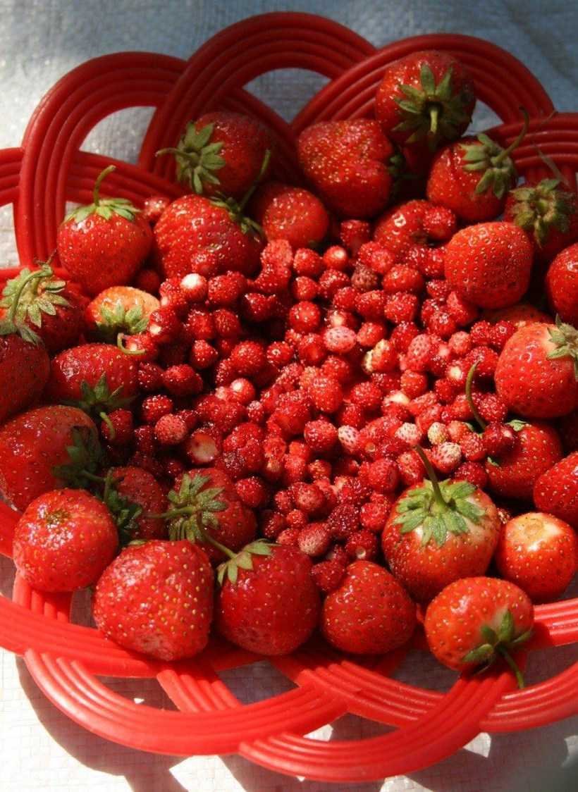 Лесная клубника и земляника