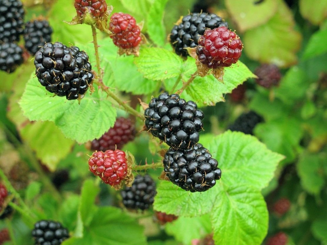 Ежемалина Rubus Boysenberry