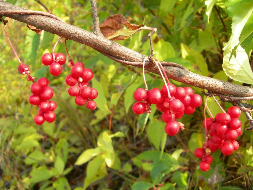 Лимонник китайский (Schisandra chinensis)