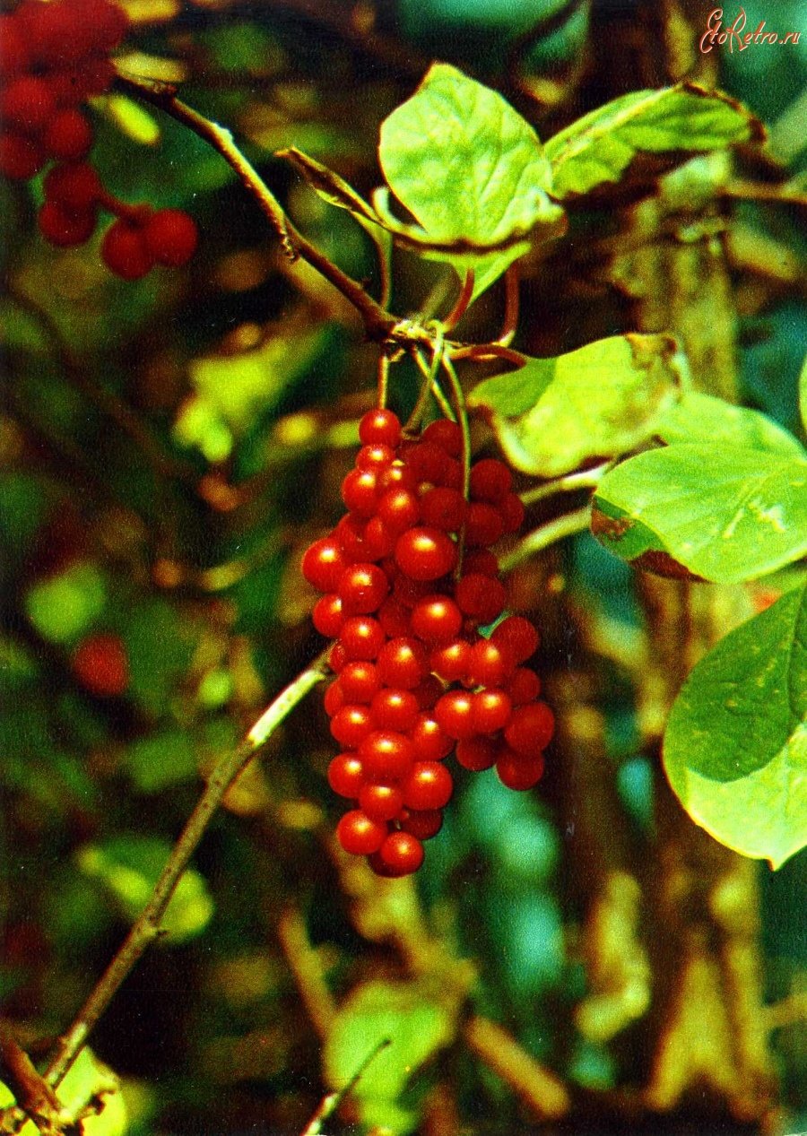 Лимонник Приморский