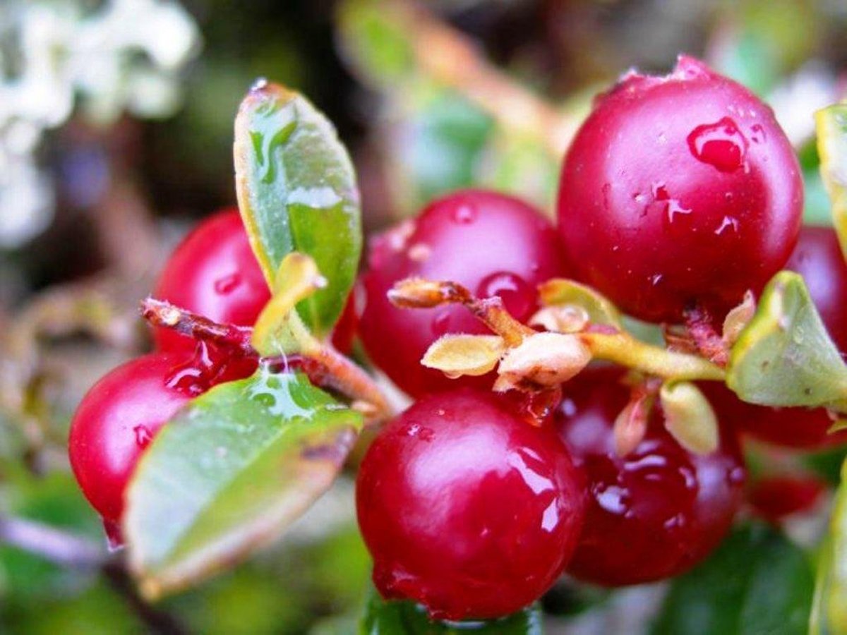 Брусника Vaccinium Vitis-idaea Runo Bielawskie