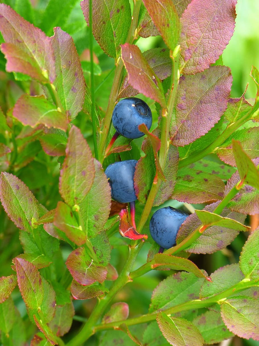 Черника (Vaccinium myrtillus)