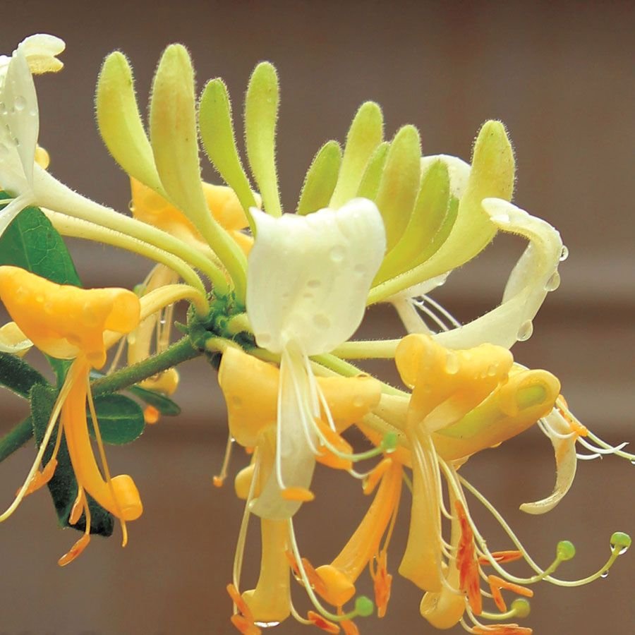 Lonicera periclymenum