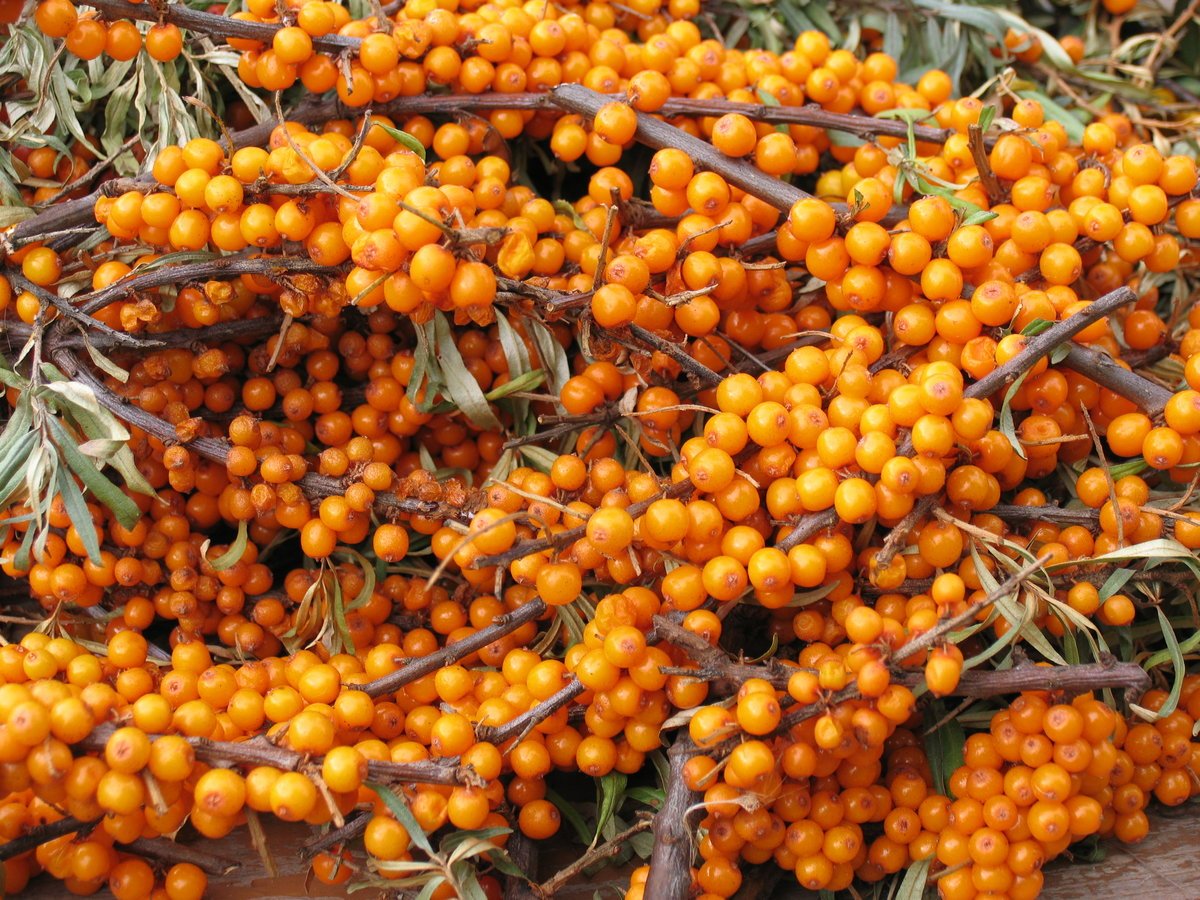 Облепиха Hippophae