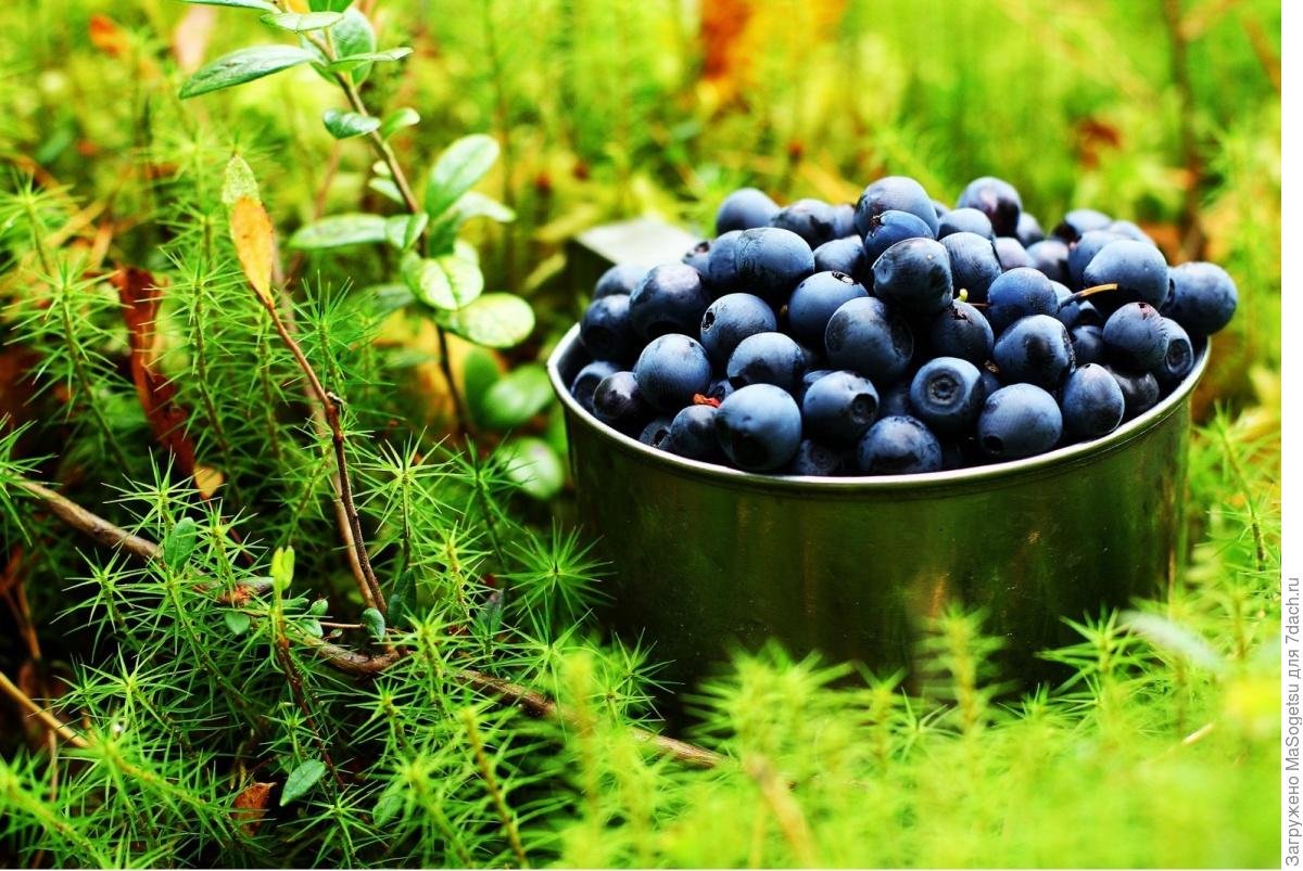 Кустики черники с ягодами