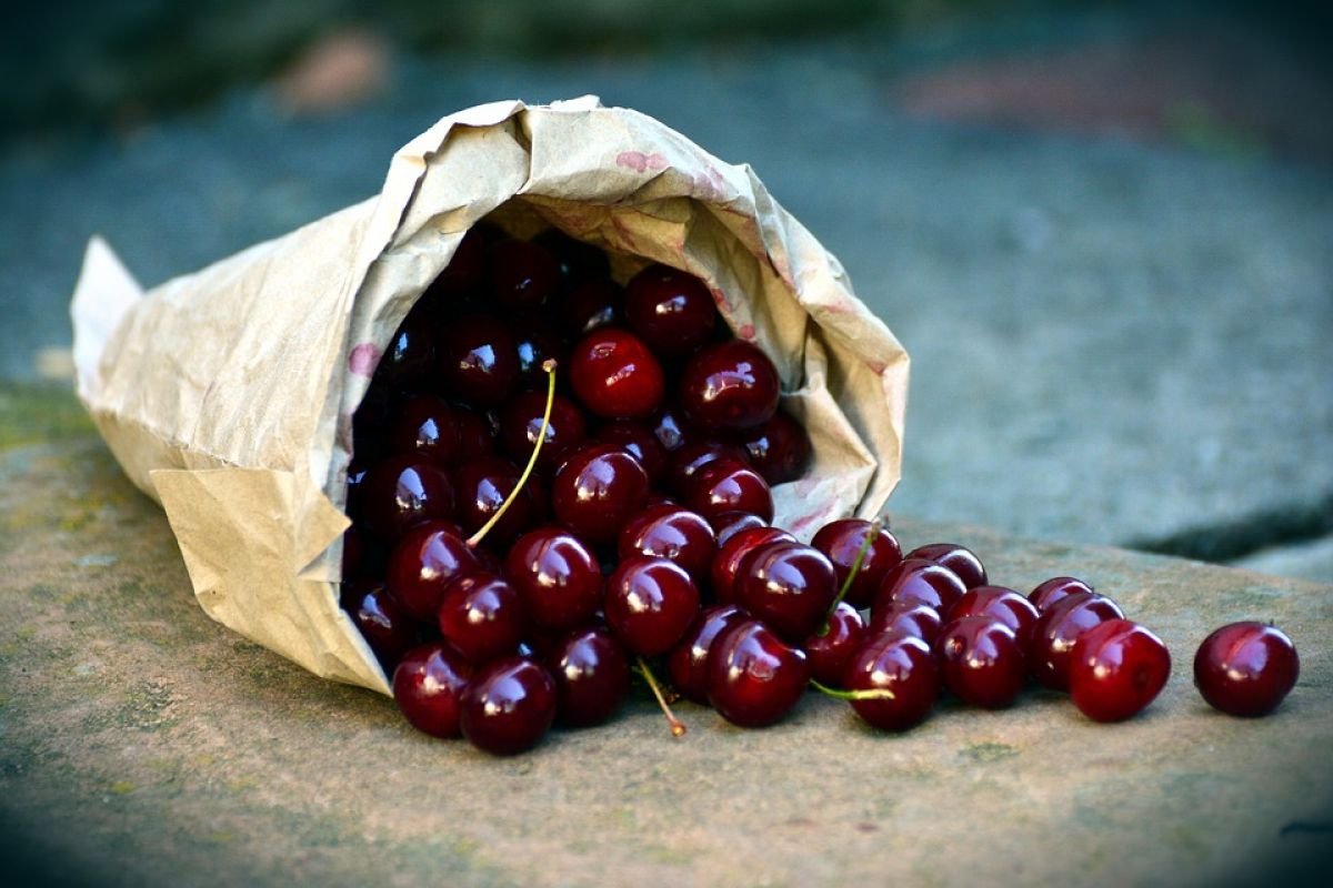 Вишня Чернокорка