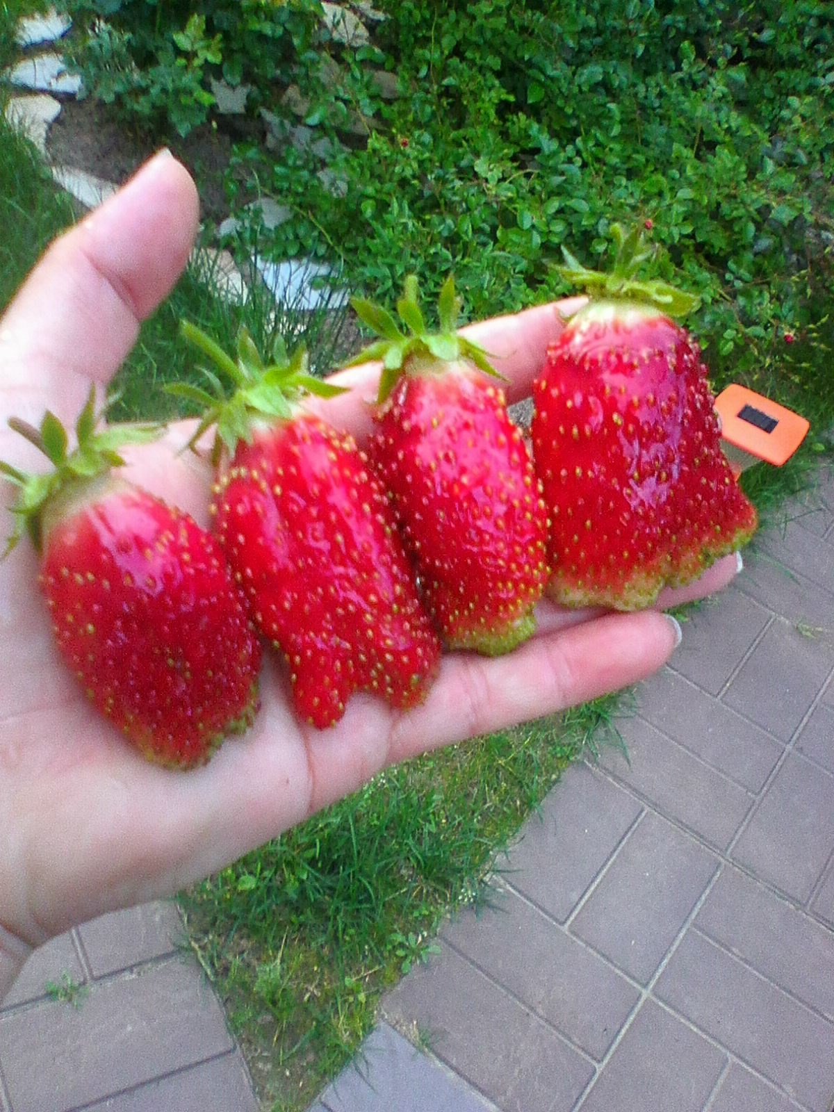 Сорт клубники Купчиха