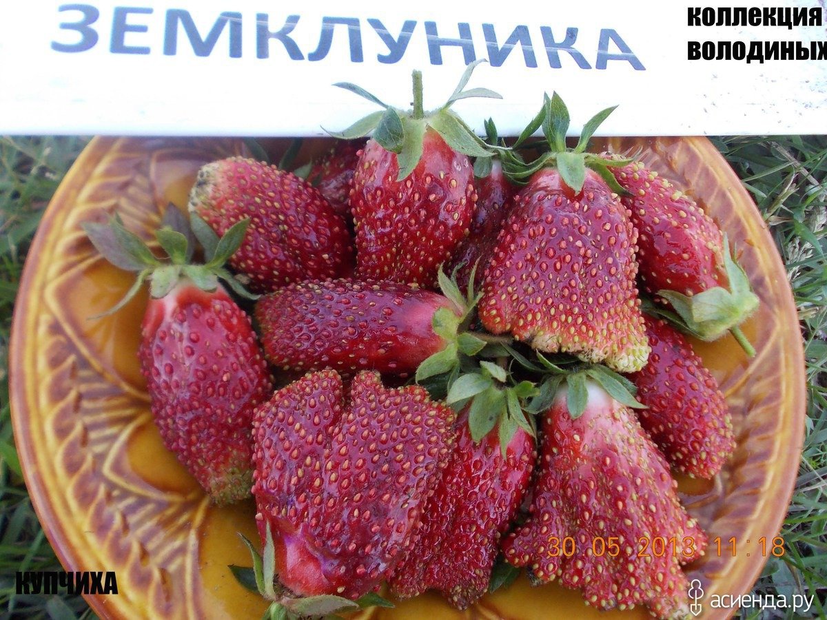 Схема посадки земклуники Купчиха