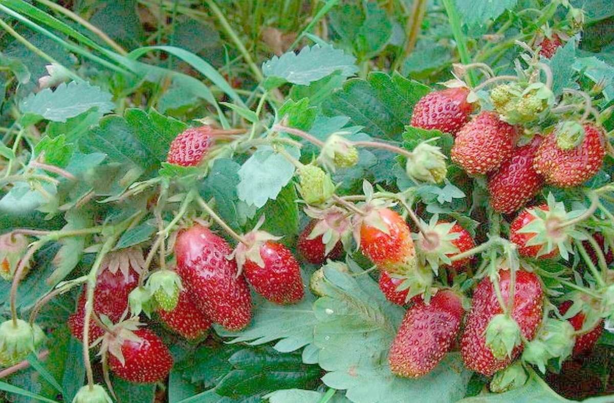 Земклуника Купчиха