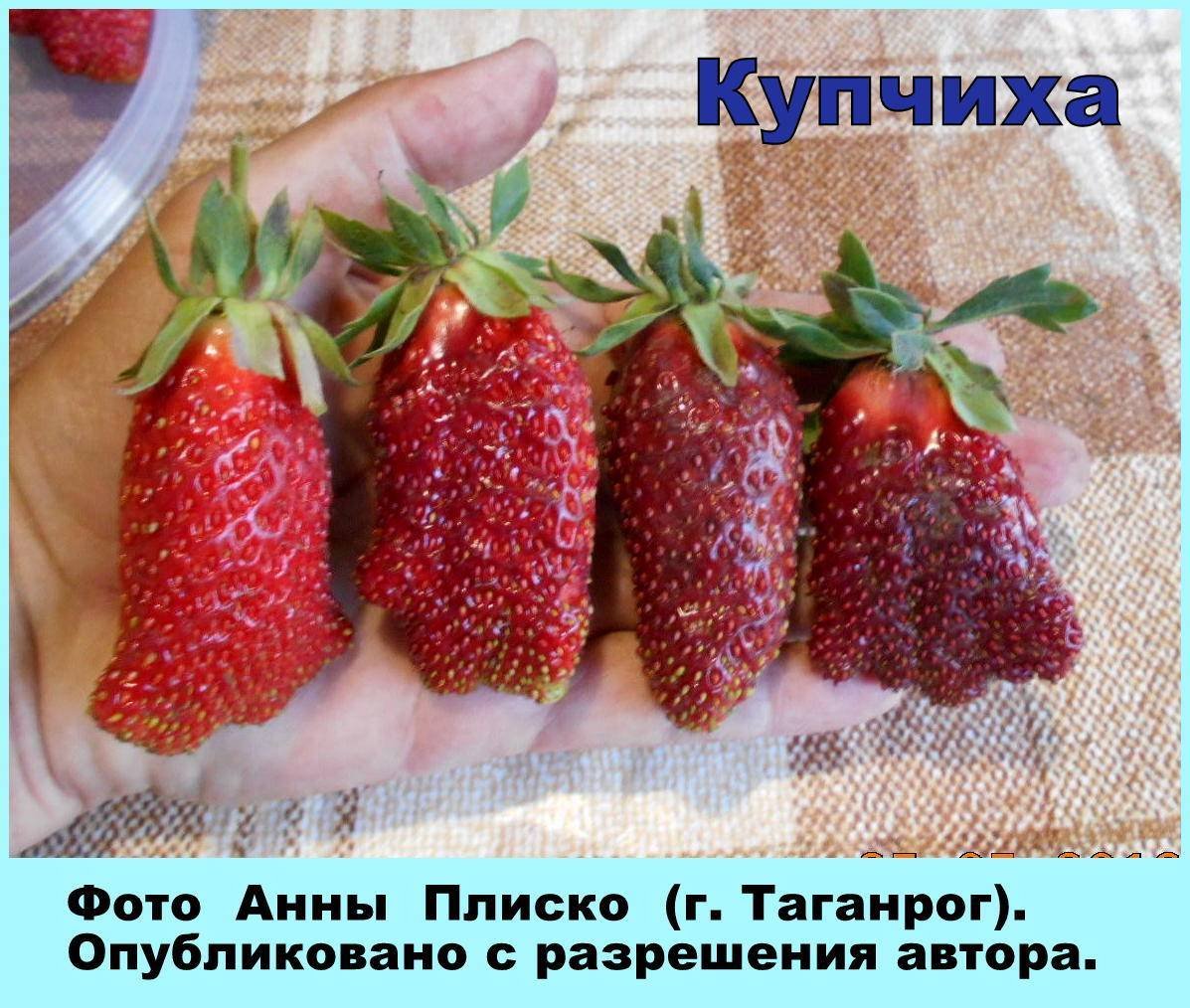 Купчиха земклуника цветение