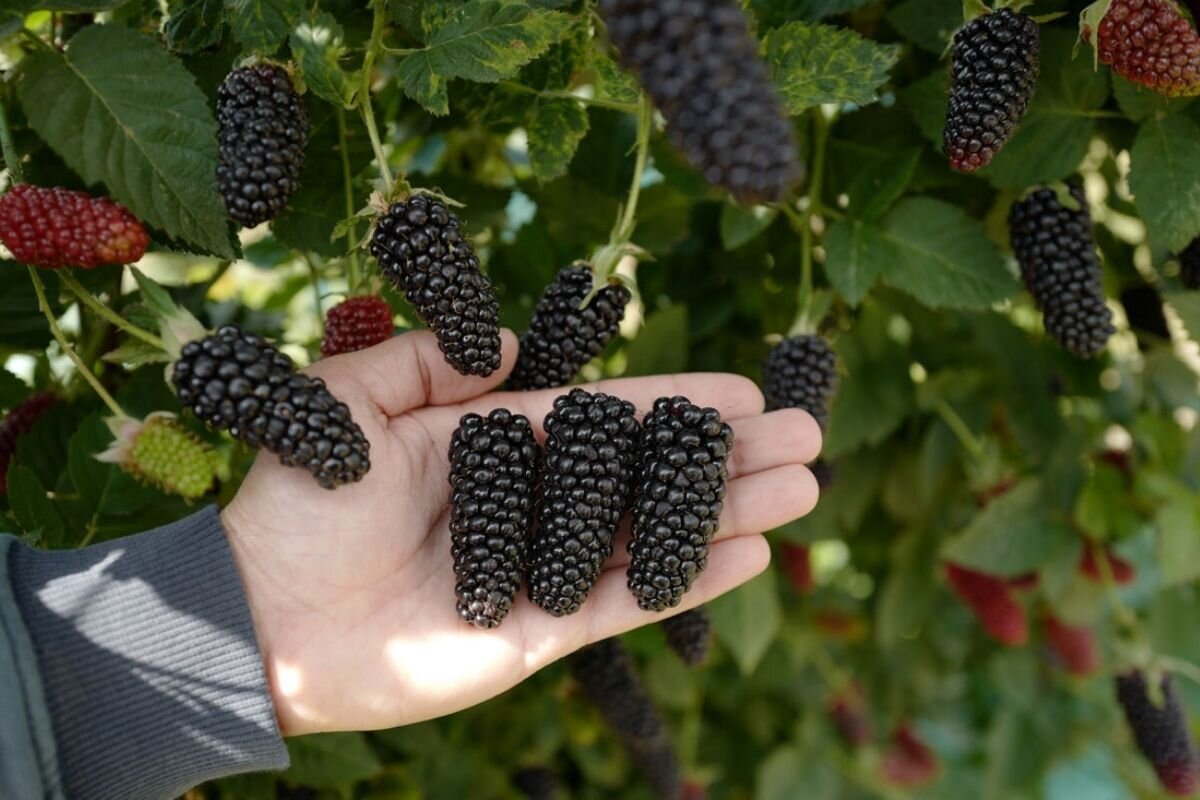 Ежевика кустистая Карака Блэк (Karaka Black)