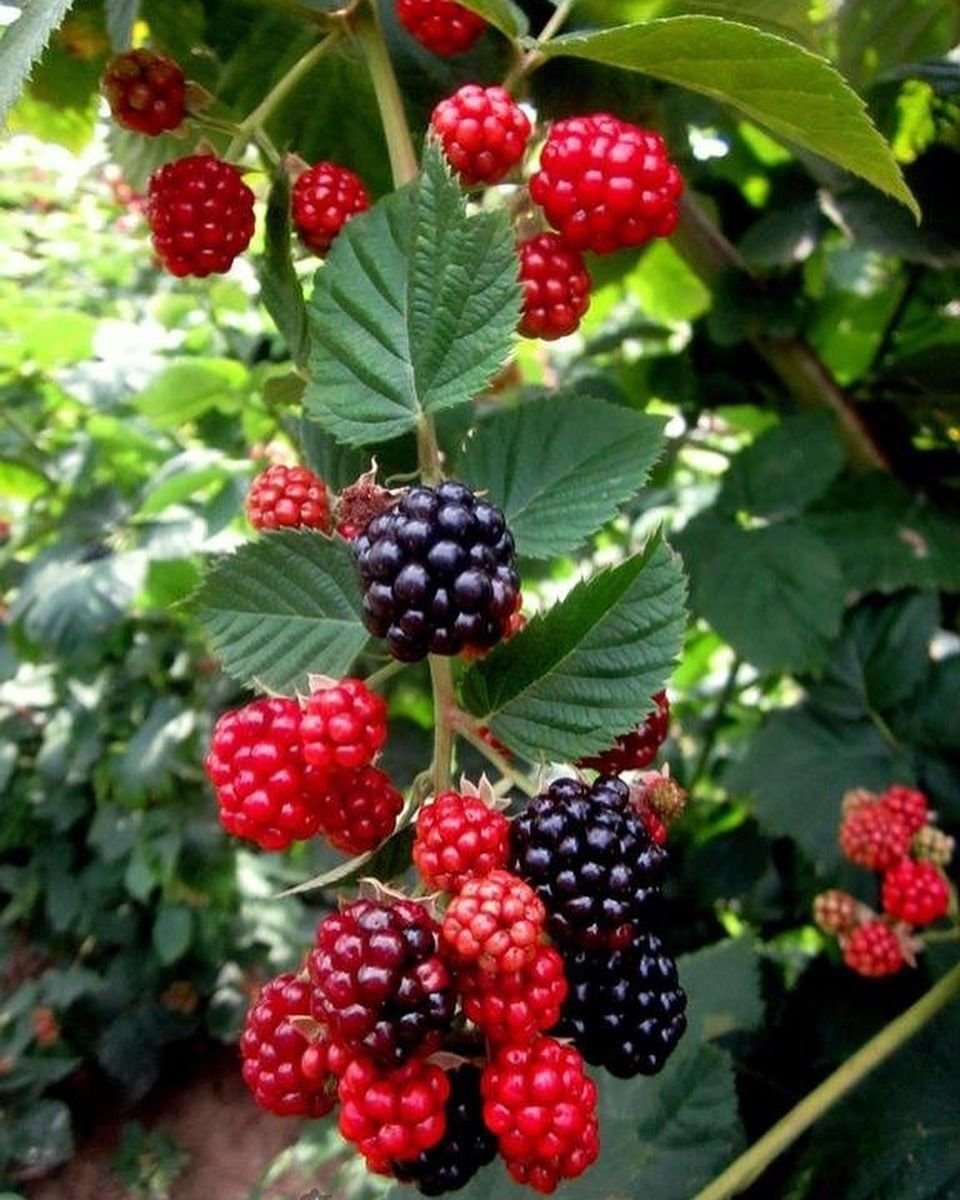Ежевика Rubus fruticosus