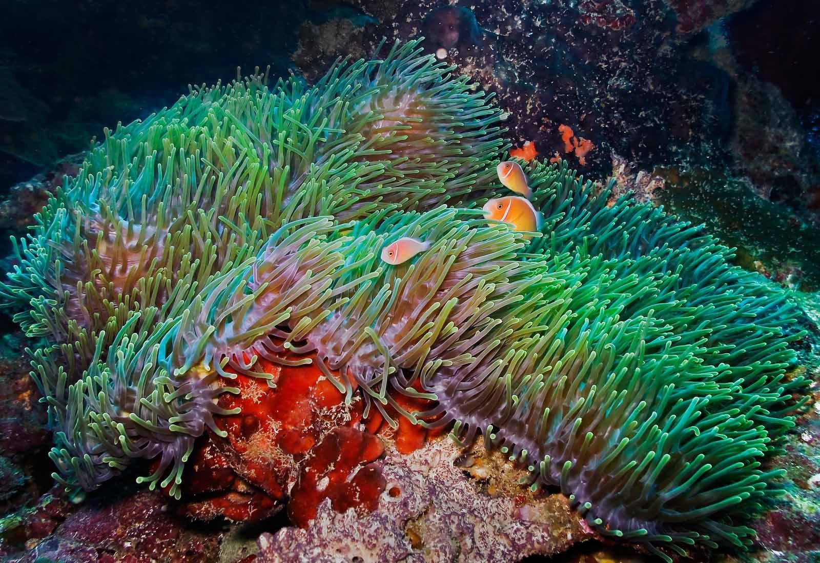 Десятиногий моллюск. Актиния Магнифика. Гетерактис Магнифика. Актиния роскошная Heteractis magnifica. Кораллы актинии.