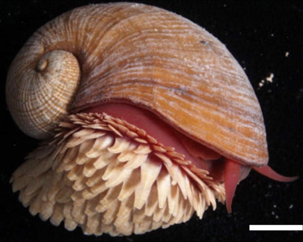 Улитка Crysomallon squamiferum