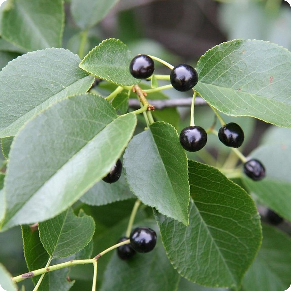 Черемуха антипка (Prunus mahaleb