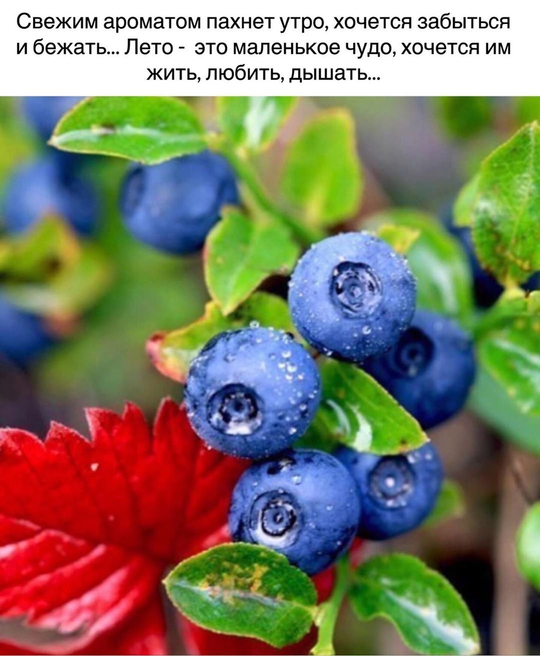 Брусника черника голубика