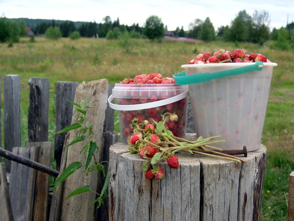 Деревня земляника