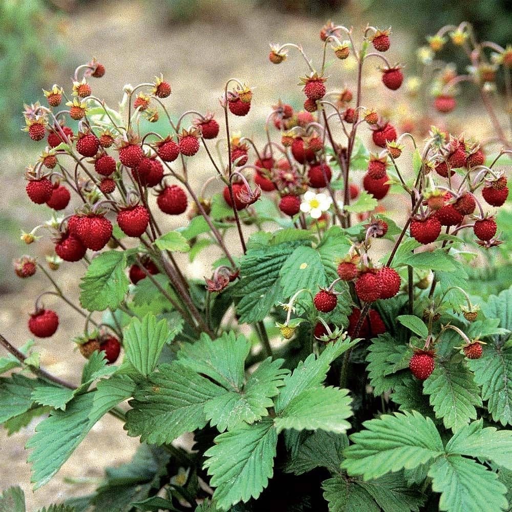 Земляника Лесная (Fragaria vesca l.)